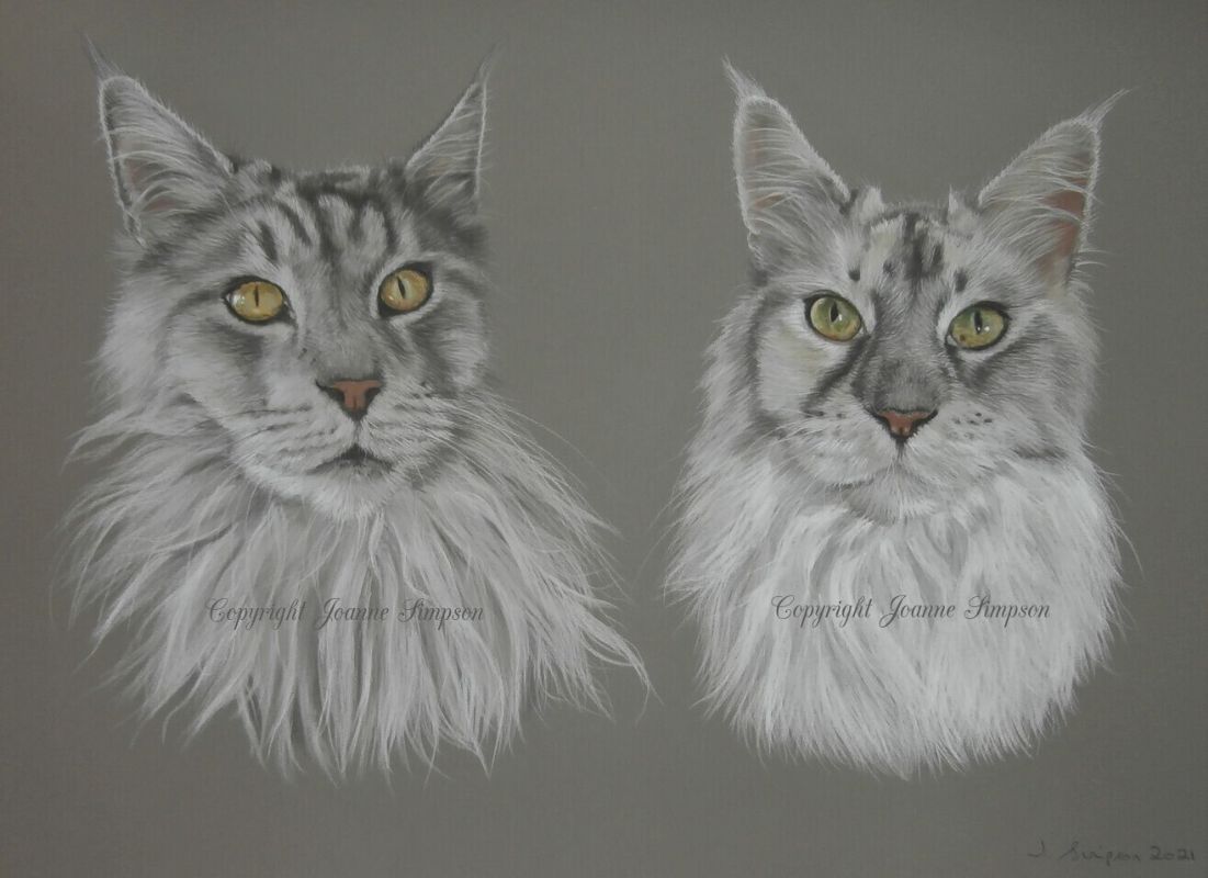 Maine Coon cat portrait